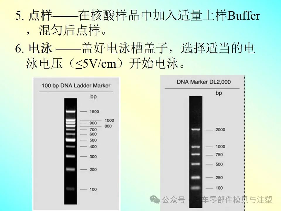 最新电泳技术及其应用前景展望分析