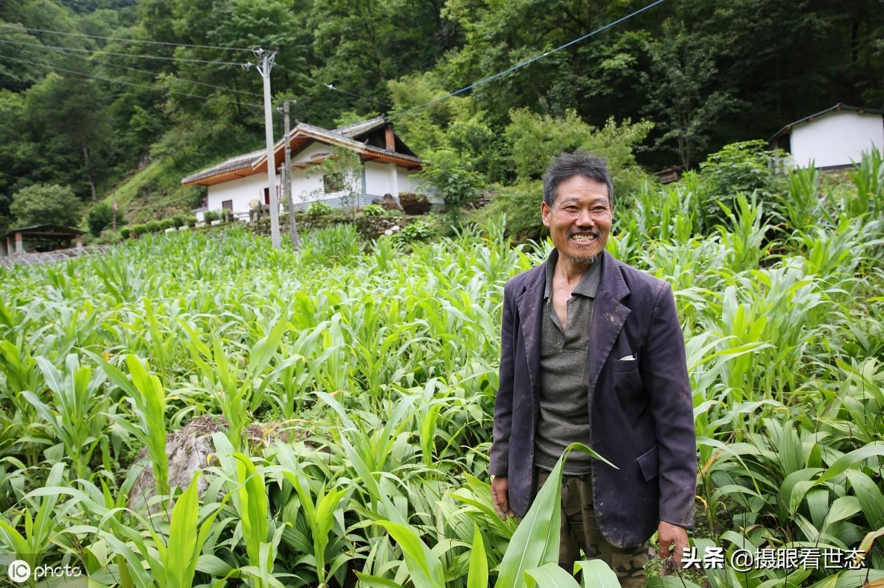 白芨最新收购价格及分析今日行情